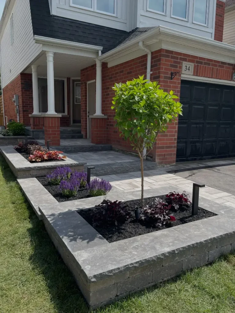 13. Raised Gray Stone Beds with Black Mulch, Purple Salvia, and a Young Front Yard Tree