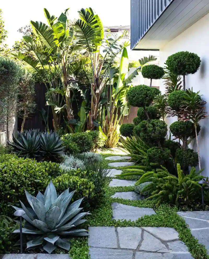 Architectural Tropical Courtyard with Topiary Trees and Agave