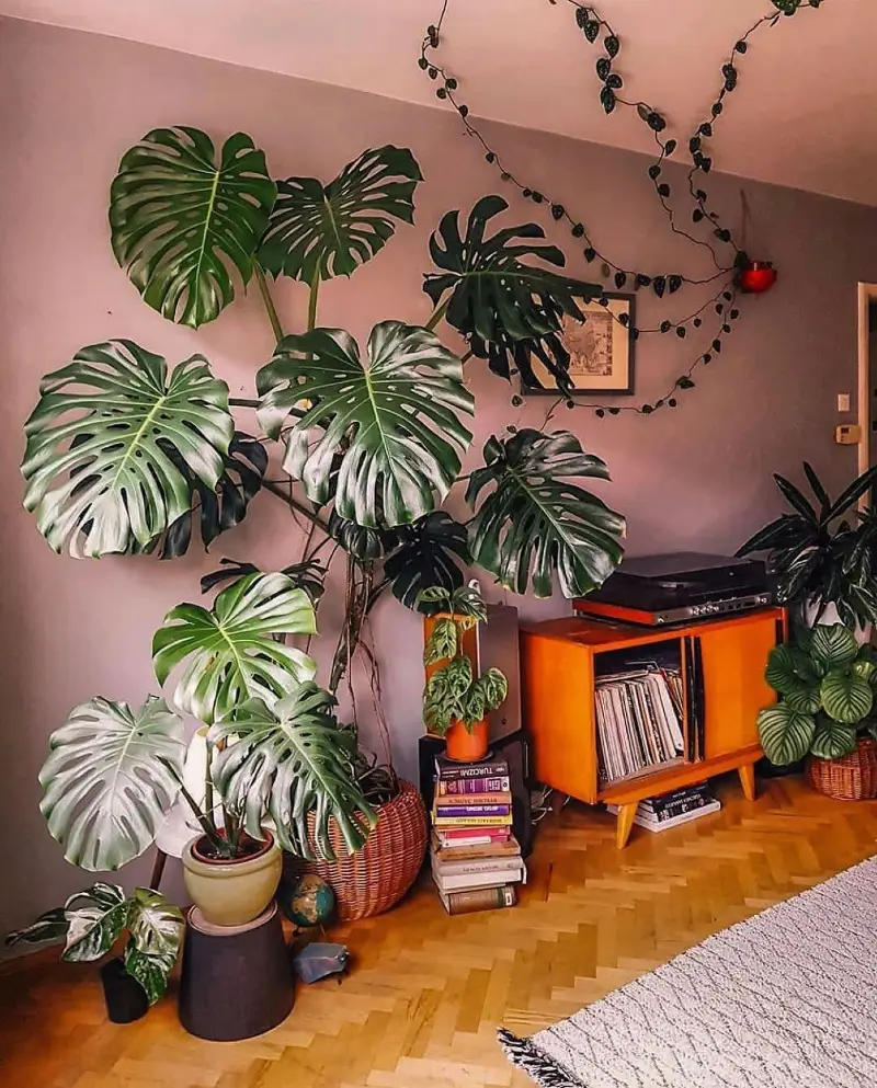 Mid-Century Record Cabinet with Giant Monstera Deliciosa