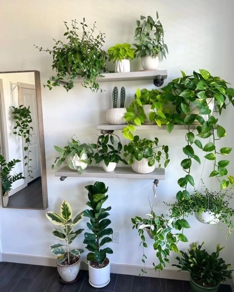 Staggered Gray Pipe Shelves with Floor-Standing Fiddle Leaf Fig