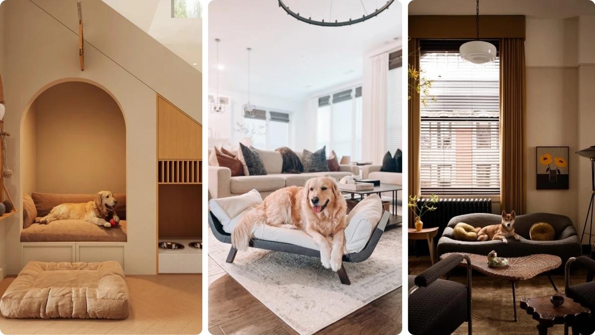 17 Pet Friendly Living Room Ideas That Survive Claws and Fur