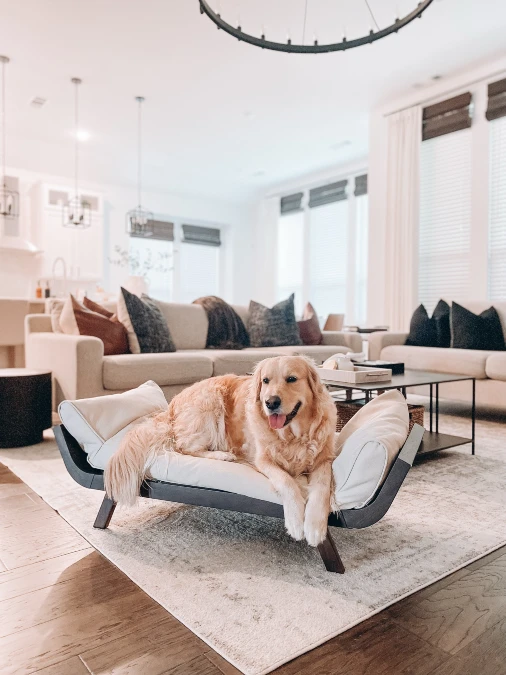 A Raised Dog Bed Becomes The Living Room Centerpiece