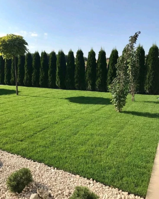 Dense Evergreen Tree Wall