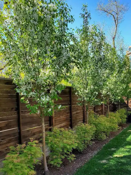Flowering Trees Along A Horizontal Wood Fence