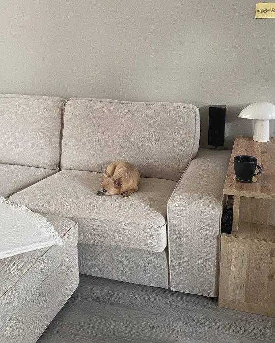 Nubby Oatmeal Sectional Blends Right In With A Tiny Dog