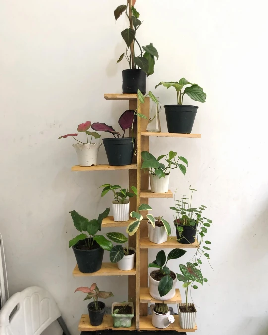 Staggered Tiered Plant Spine