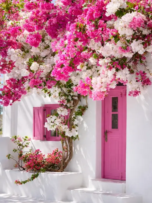 Vibrant Pink Architecture and Cascading Floral Canopies