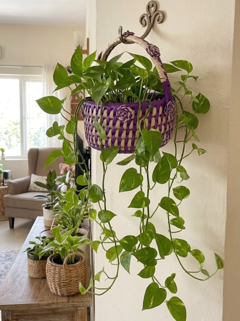 Purple Woven Hanging Basket Filled with Trailing Pothos Vines