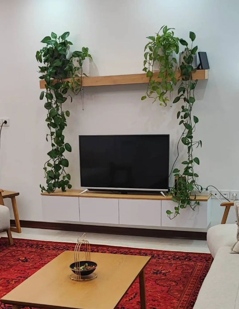  Thick Wood Floating Shelf with Cascading Pothos Above the TV